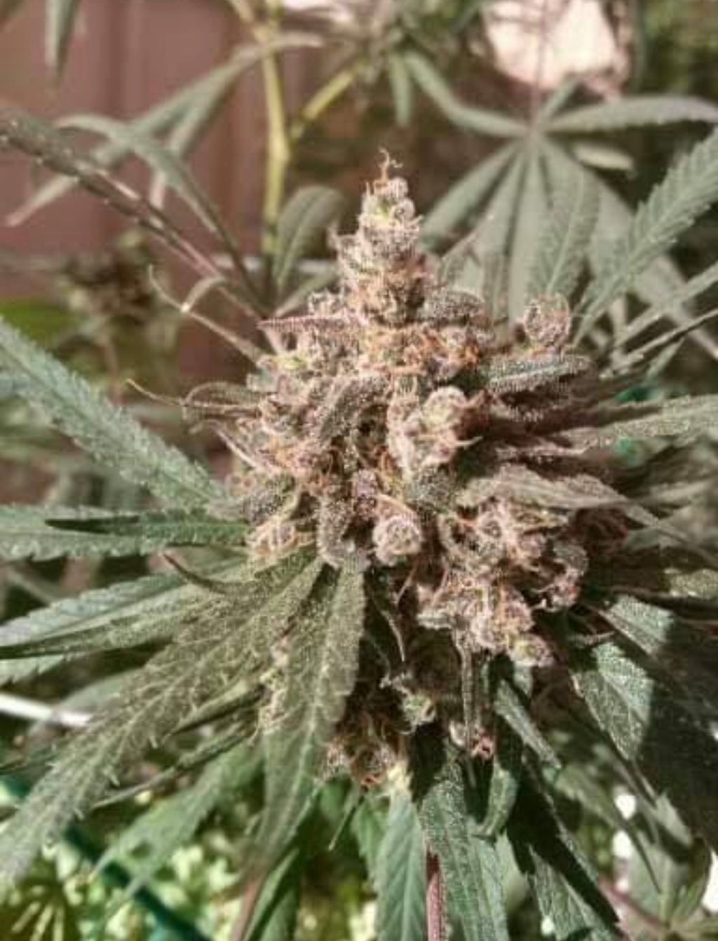 Premium Mantis Seeds - Autoflower - WALDENS "FLAME TONGUE" X  Larry O.G. - 5 Pc‘s