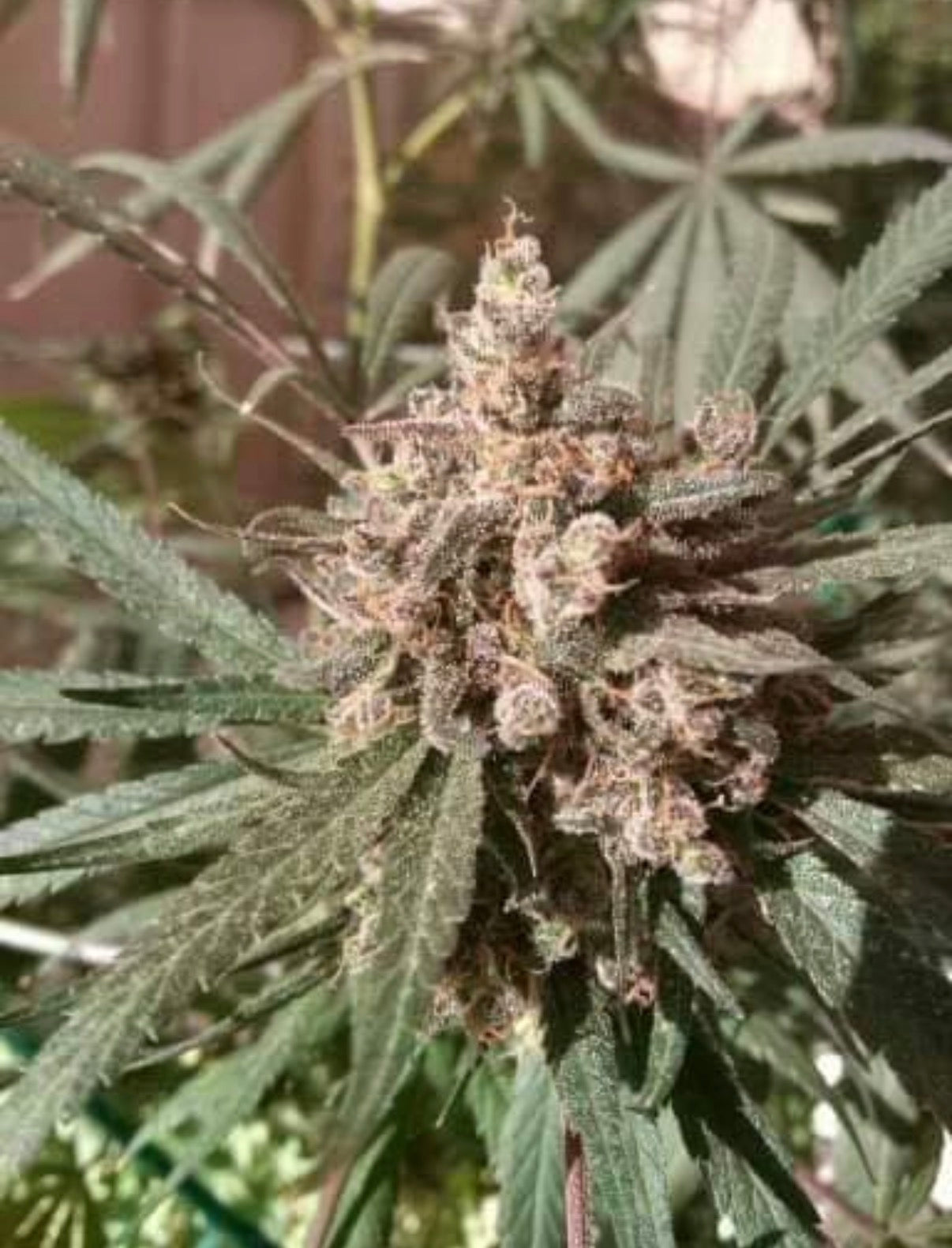 Premium Mantis Seeds - Autoflower - WALDENS "FLAME TONGUE" X  Larry O.G. - 5 Pc‘s