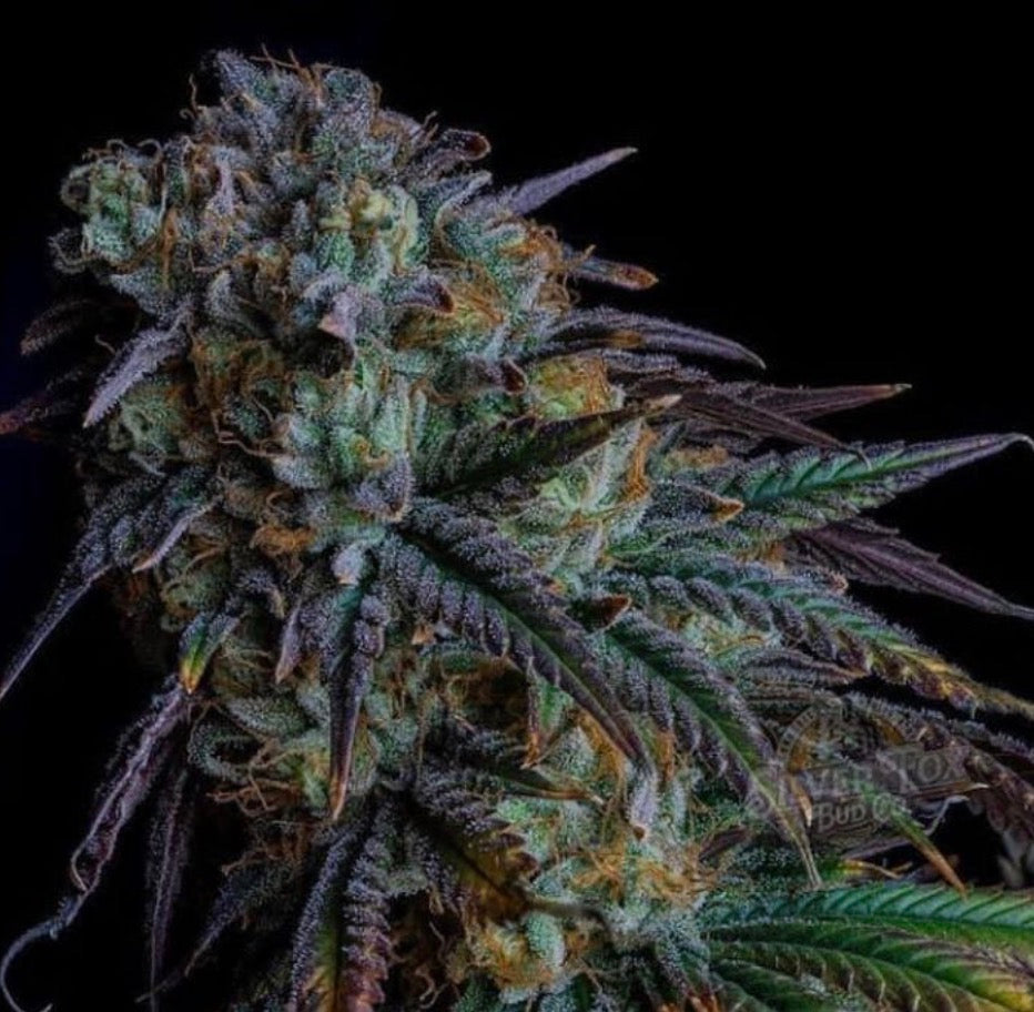 Premium Mantis Seeds - Monster Jedi Feminized - 6 Pc‘s