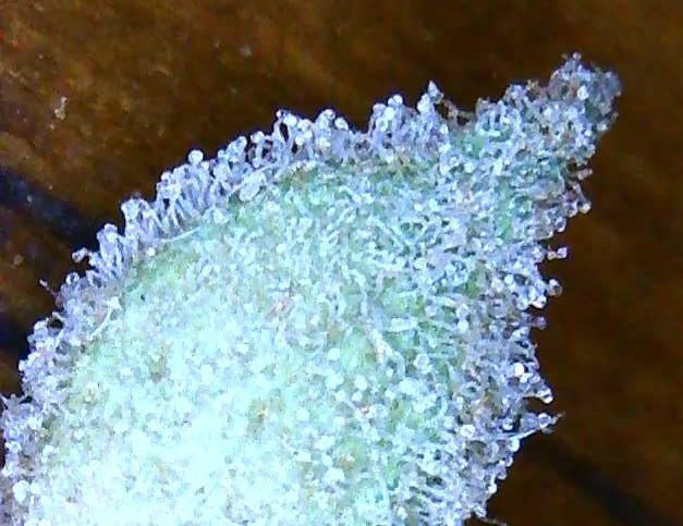 Premium Mantis Seeds - Benji‘s OG Haze - Feminized - 6 Pc‘s
