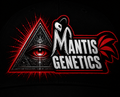 Premium Mantis Seeds - Benji‘s OG Haze - Feminized - 6 Pc‘s