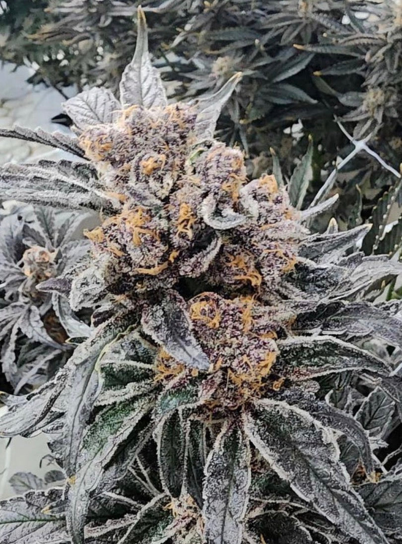 Premium Mantis Seeds - Ayahuasca Purple Haze - Regular - 6 Pc‘s
