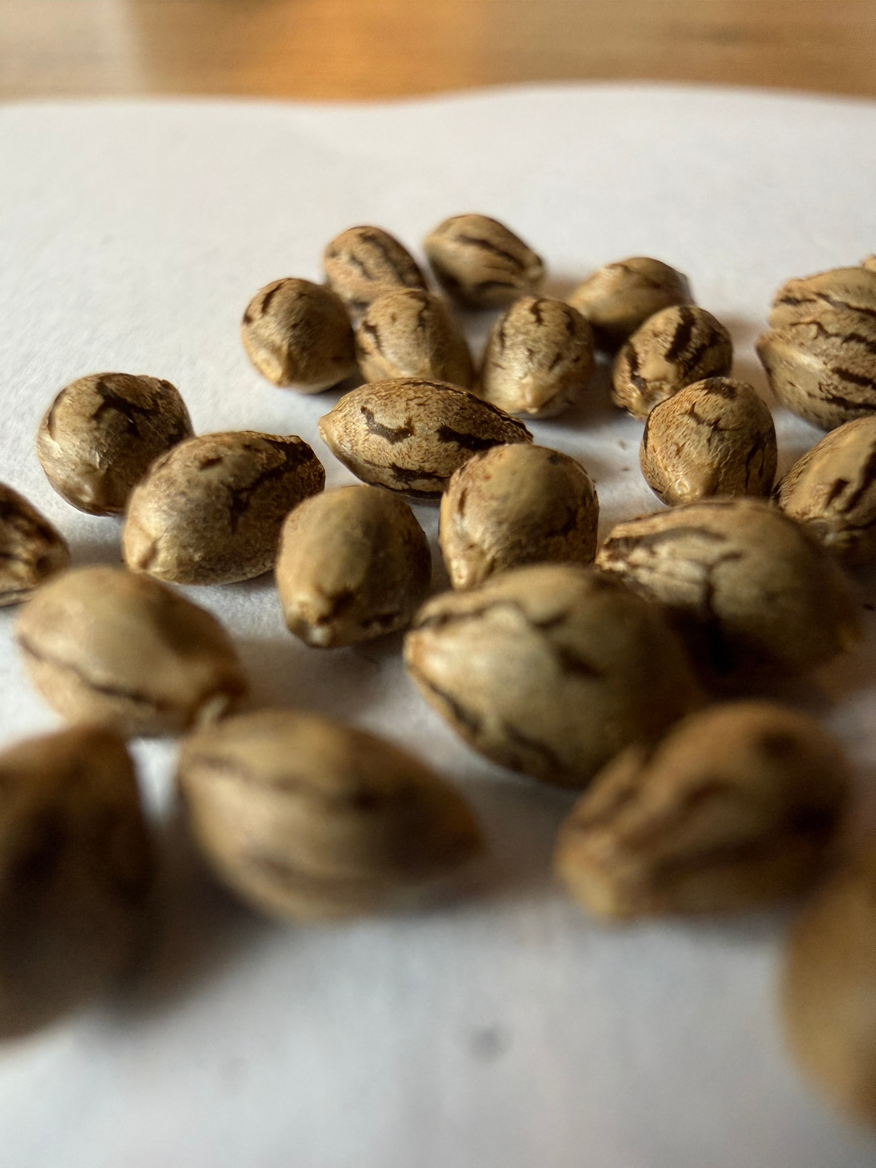 Premium Mantis Seeds - Mantis 3.0 Medi-Zen - Regular - 6 Pc‘s