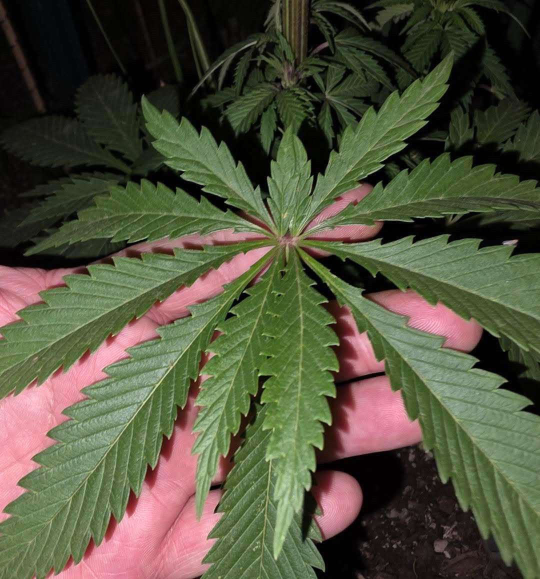 Premium Mantis Seeds - Uva Rosa - Regular - 6 Pc‘s