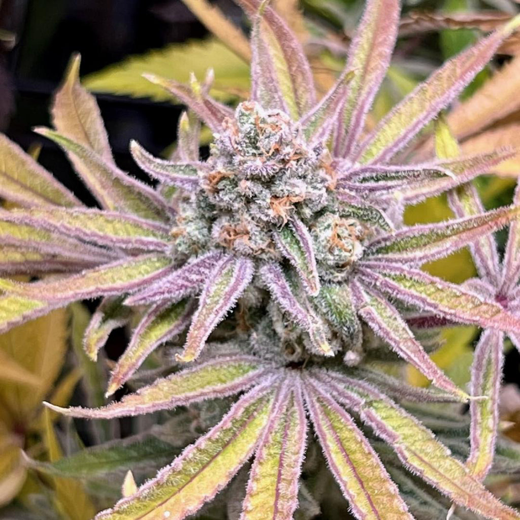 Premium Mantis Seeds - Ayahuasca Purple Haze - Regular - 6 Pc‘s