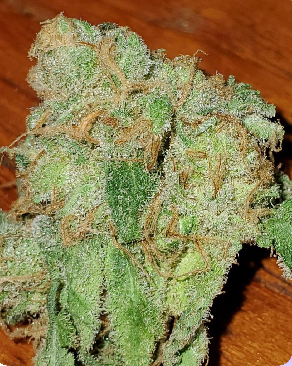 Premium Mantis Seeds - Autoflower - WALDENS "FLAME TONGUE" X  Larry O.G. - 5 Pc‘s
