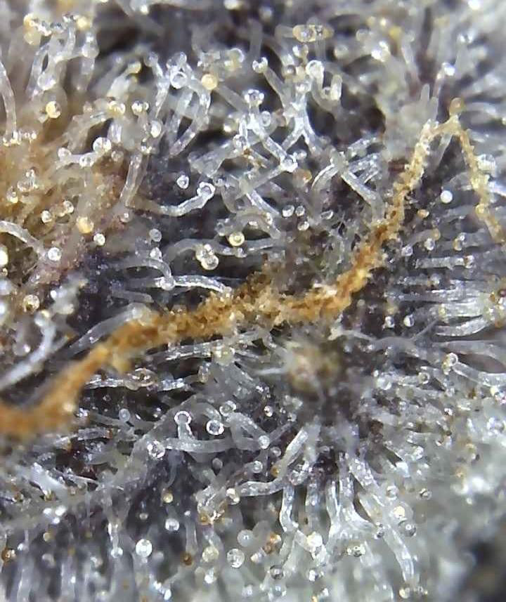 Premium Mantis Seeds - Benji‘s OG Haze - Feminized - 6 Pc‘s