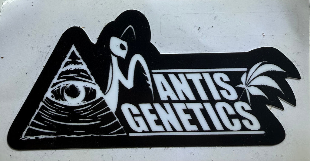 Premium Mantis Seeds - Mantis 3.0 Medi-Zen - Regular - 6 Pc‘s