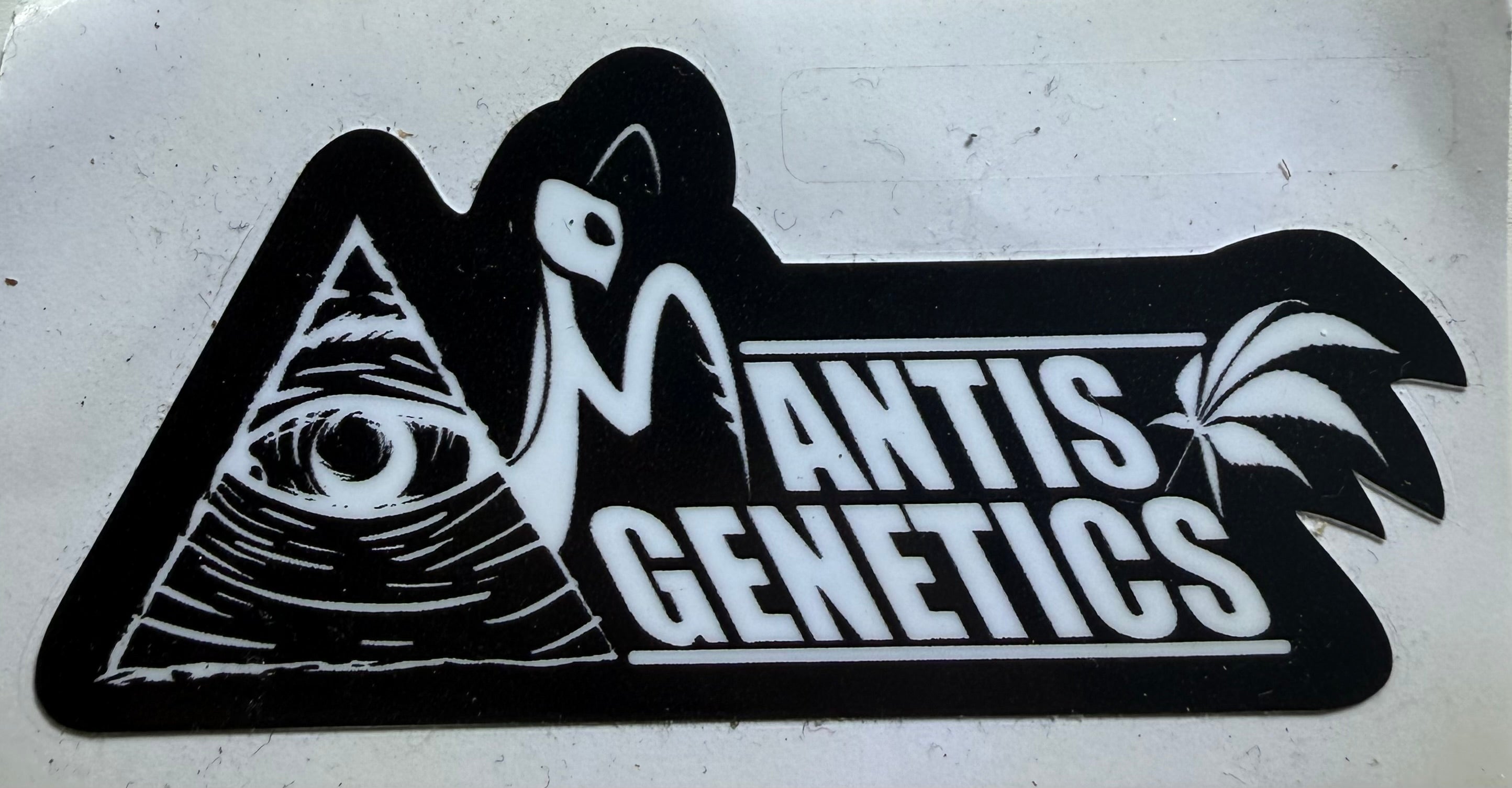Premium Mantis Seeds - Mantis 3.0 Medi-Zen - Regular - 6 Pc‘s