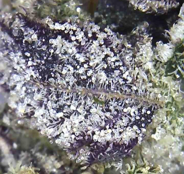 Premium Mantis Seeds - Benji‘s OG Haze - Feminized - 6 Pc‘s