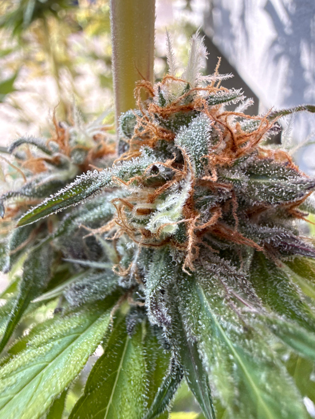Premium Mantis Seeds - Deep Breath x APH x Mazar - Feminized - 6 Pc‘s