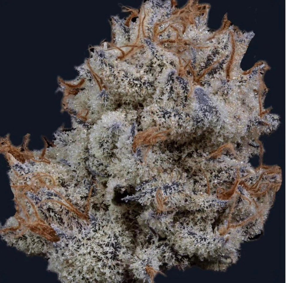 Premium Mantis Seeds - Deep Breath x APH x Mazar - Feminized - 6 Pc‘s