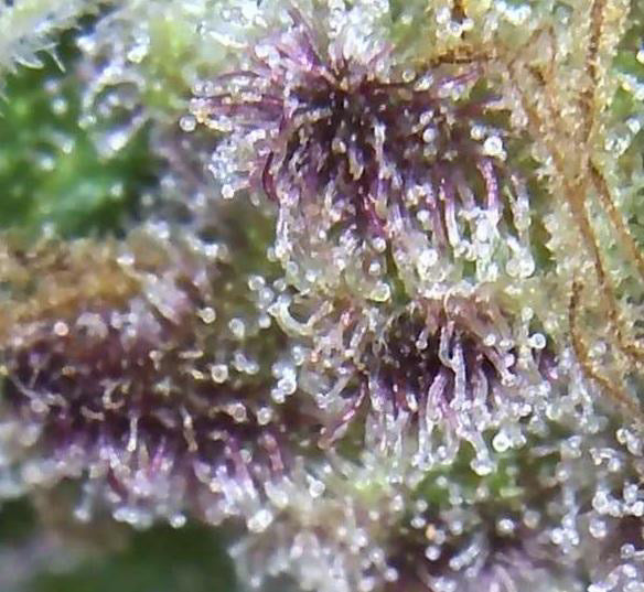 Premium Mantis Seeds - Benji‘s OG Haze - Feminized - 6 Pc‘s