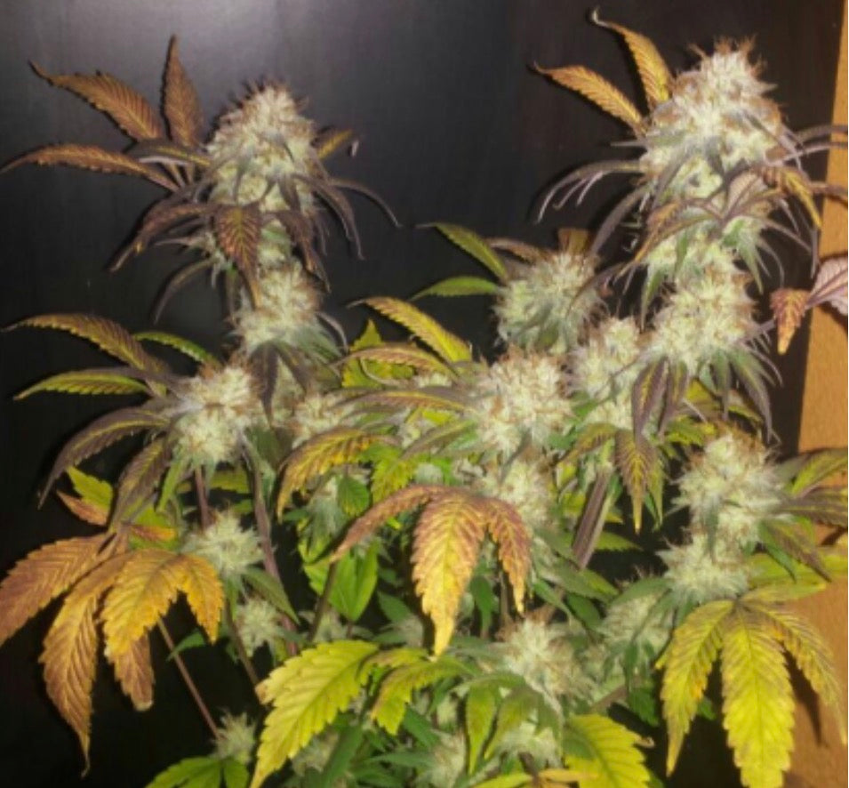 Premium Mantis Seeds - Lucilles OG Feminized - 6 Pc‘s