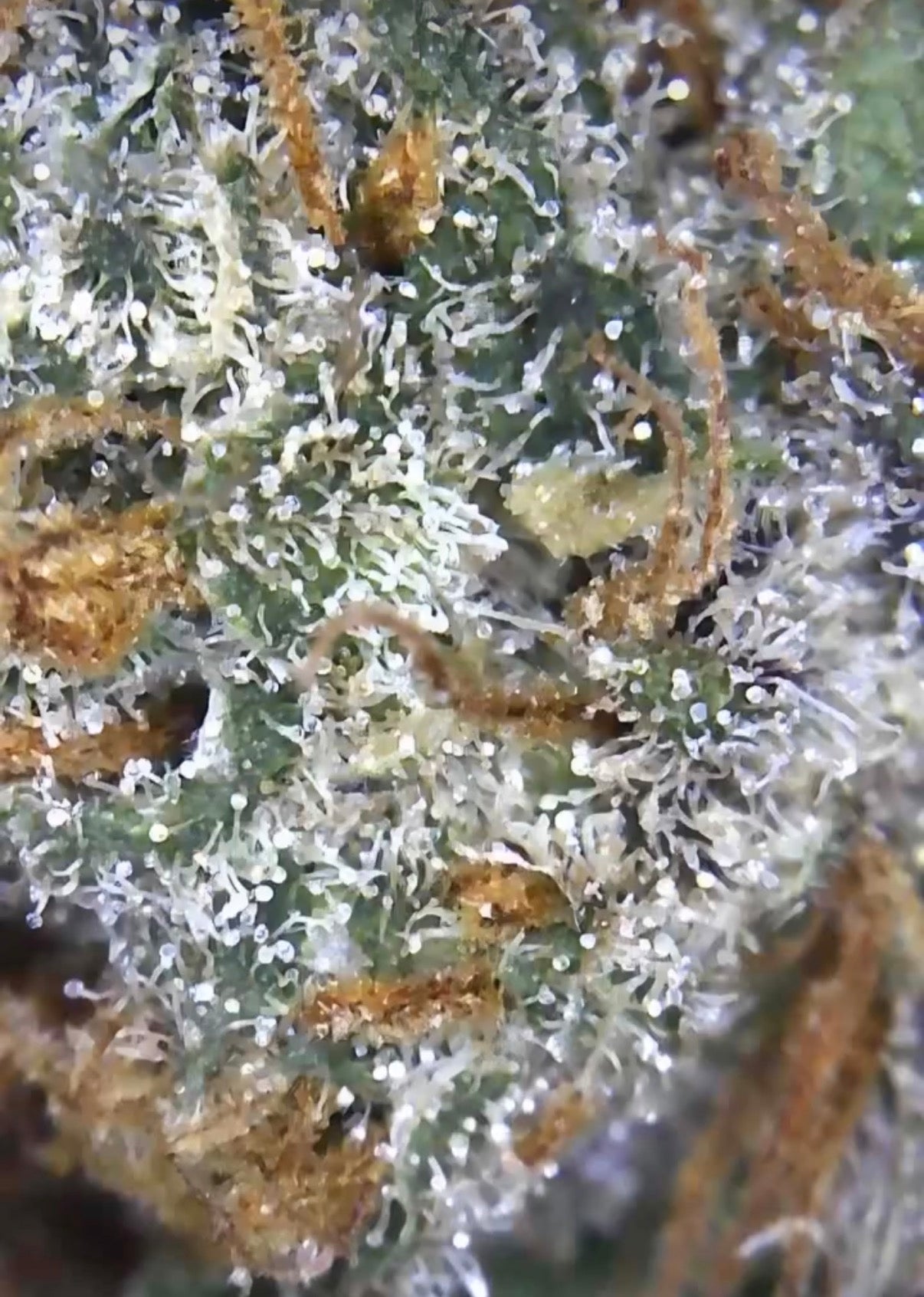 Premium Mantis Seeds - Mantis 3.0 Medi-Zen - Regular - 6 Pc‘s