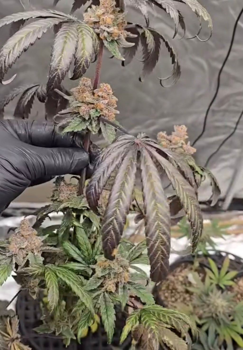 Premium Mantis Seeds - Red Mountain - Regular - 6 Pc‘s