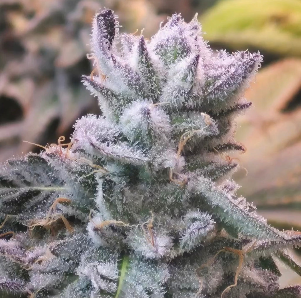 Premium Mantis Seeds - Mantis 3.0 Medi-Zen - Regular - 6 Pc‘s
