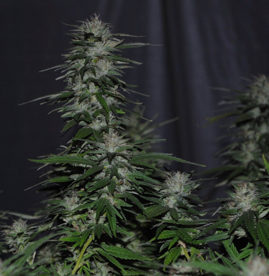 Premium Mantis Seeds - Deadstar Feminized - 6 Pc‘s