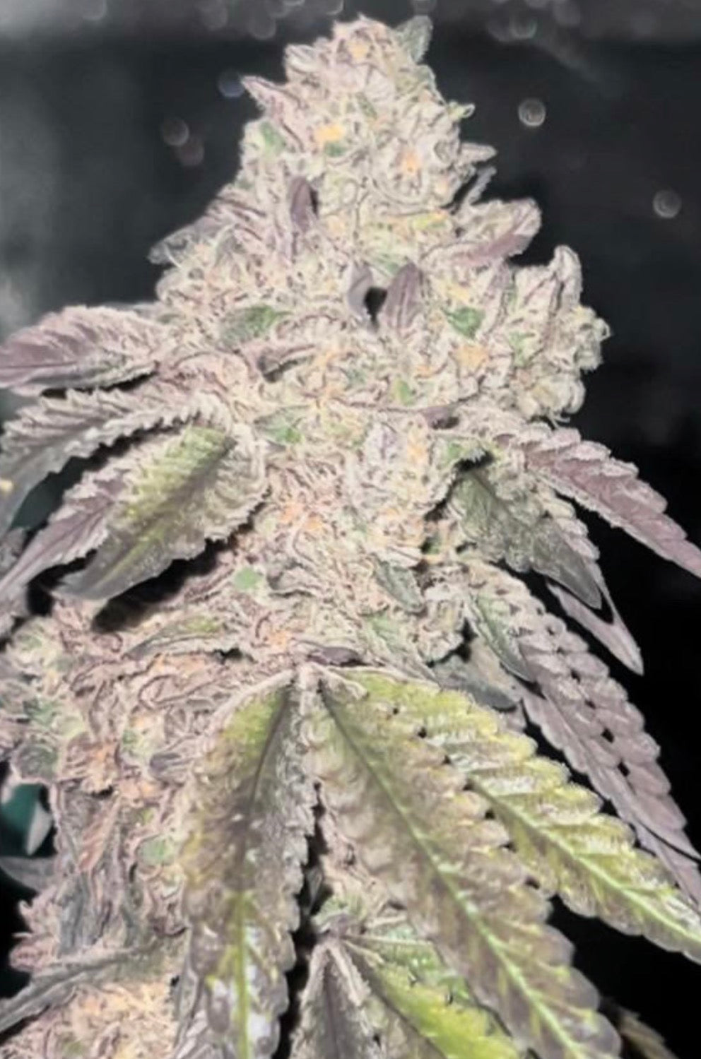 Premium Mantis Seeds - Moon Cookies - Regular - 6 Pc‘s