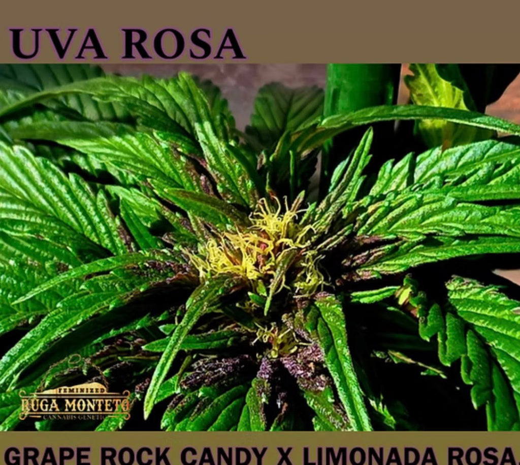 Premium Mantis Seeds - Uva Rosa - Regular - 6 Pc‘s