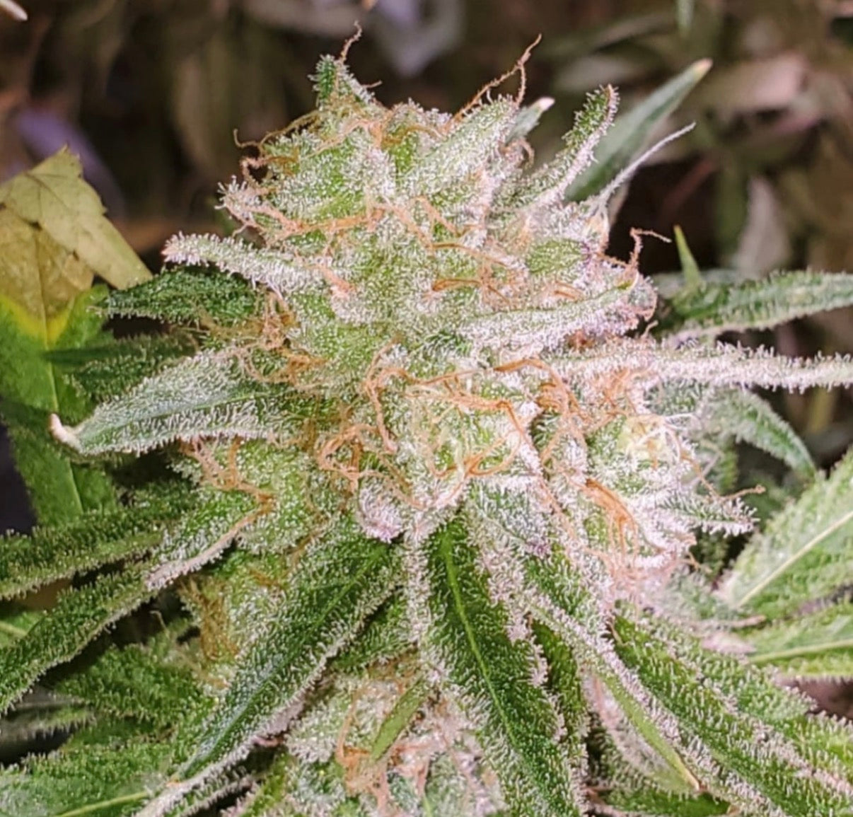 Premium Mantis Seeds - Deep Breath x APH x Mazar - Regular - 6 Pc‘s