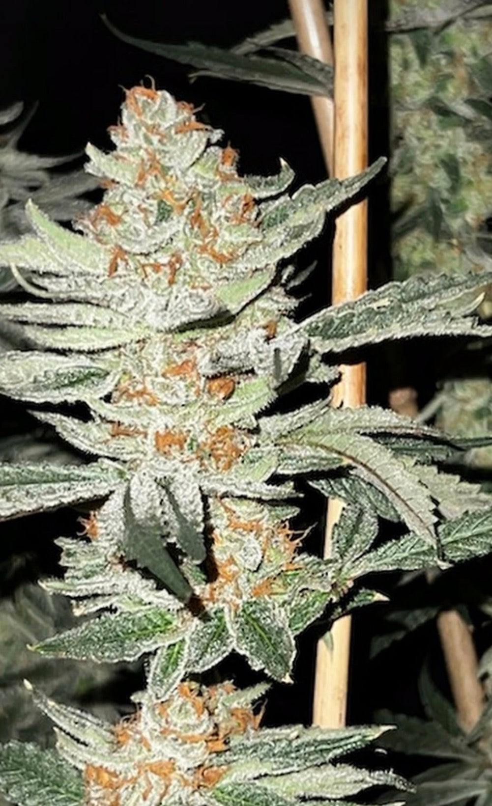 Premium Mantis Seeds - Moon Cookies - Regular - 6 Pc‘s