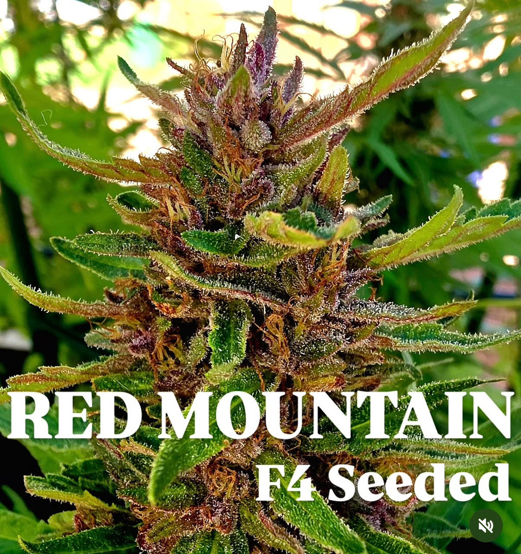 Premium Mantis Seeds - Red Mountain - Regular - 6 Pc‘s