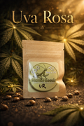 Premium Mantis Seeds - Uva Rosa - Regular - 6 Pc‘s