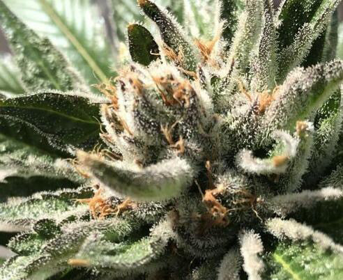 Premium Mantis Seeds - Project X -O.G. Kush x Runtz x Ayahuasca Purple Haze x Moon Cookies - Regular - 6 Pc‘s