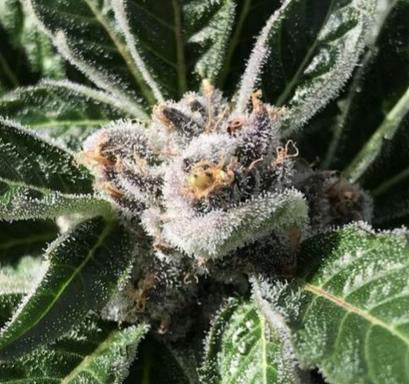 Premium Mantis Seeds - Project X -O.G. Kush x Runtz x Ayahuasca Purple Haze x Moon Cookies - Regular - 6 Pc‘s
