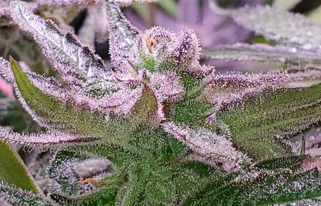 Premium Mantis Seeds - Moon Cookies #2 - Regular - 6 Pc‘s