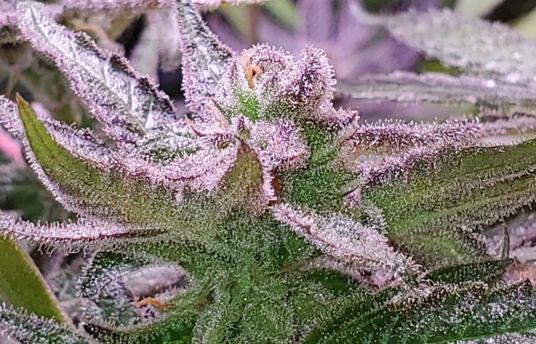 Premium Mantis Seeds - Moon Cookies #2 - Regular - 6 Pc‘s