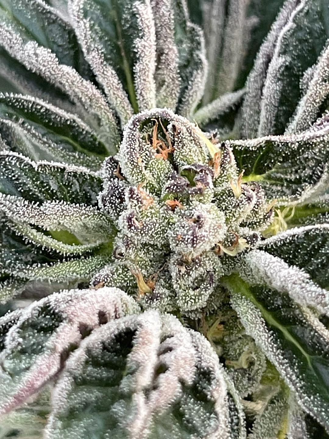 Premium Mantis Seeds - Moon Cookies #2 - Regular - 6 Pc‘s