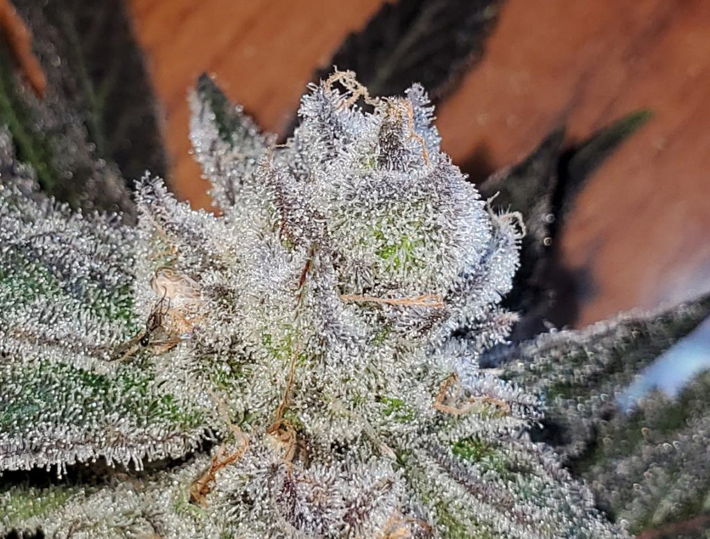Premium Mantis Seeds - Moon Cookies #2 - Regular - 6 Pc‘s