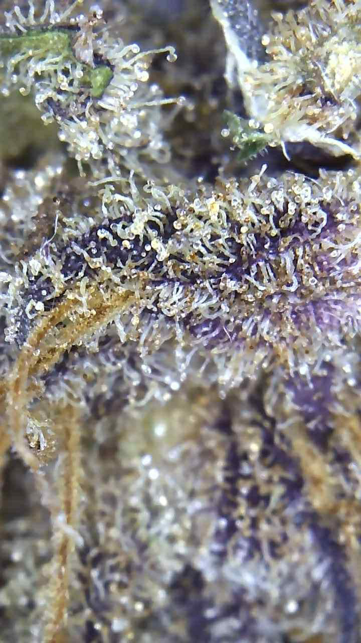 Premium Mantis Seeds - Moon Cookies #2 - Regular - 6 Pc‘s