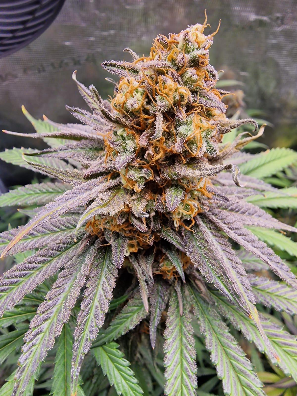 Premium Mantis Seeds - Deep Breath x APH x Mazar - Feminized - 6 Pc‘s