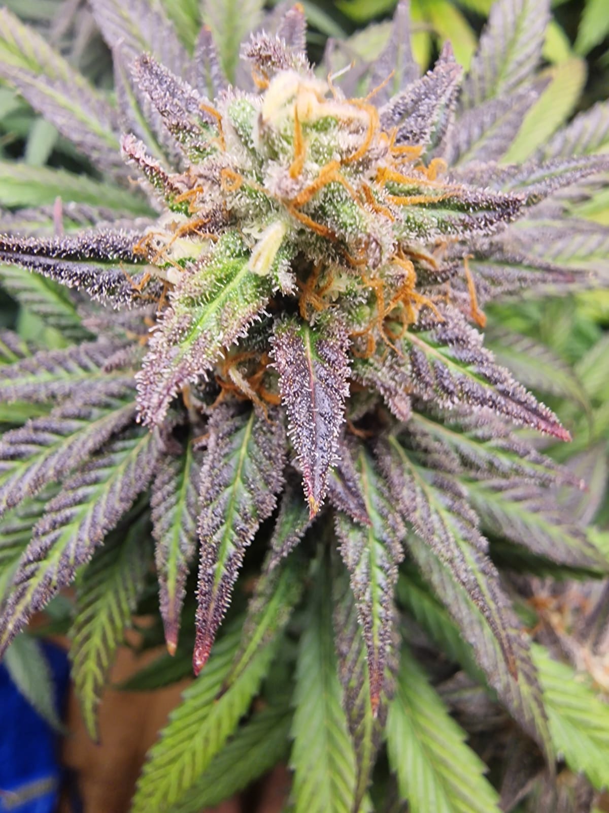 Premium Mantis Seeds - Deep Breath x APH x Mazar - Feminized - 6 Pc‘s
